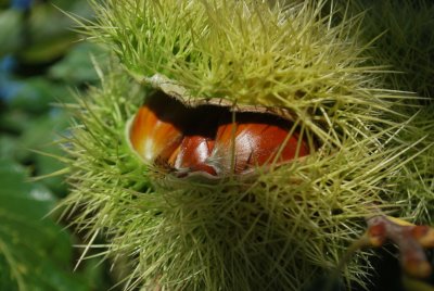 Castanea sativa 'Asplenifolia' - kaštanovník jedlý'Asplenifolia'-zrající plody